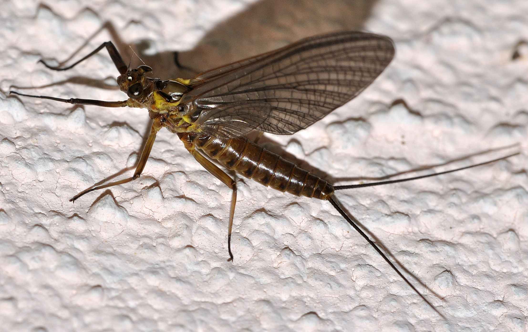 Heptageniidae - Electrogena lateralis